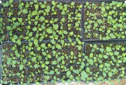 使用碳纤维育苗系统